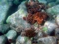 Our first attempts at underwater photos